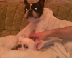 (VIDEO) Two Frenchies Are Relaxing With Their Owner. When One Gets Petted But Not the Other? Meltdown City! LOL!