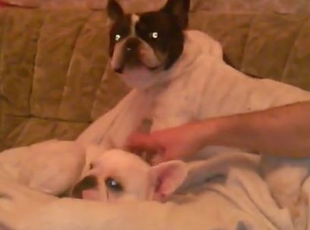 Jealous Frenchie