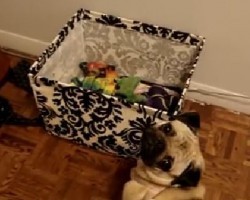 (VIDEO) Lily the Pug Really Doesn’t Like Her New Toy Box. Why on Earth Not? Ha Ha!