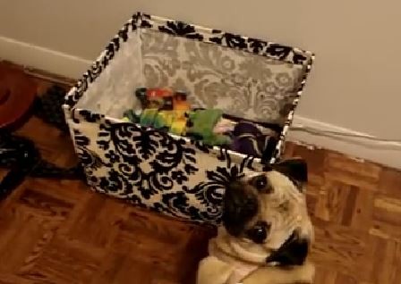 Lily the Pug looking at her toy box