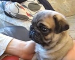 (VIDEO) As This Pug Puppy’s Owner Makes Strange Noises, You’ll Never Guess How the Little One Reacts… LOL!