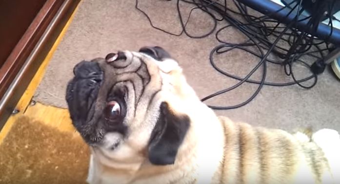 angry pug