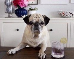 Meet Rocco The Pug, a Highly Adorable Pug Bartender on Instagram