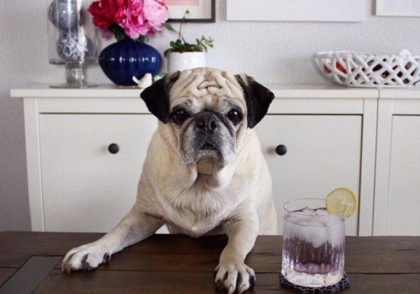 bartending pug