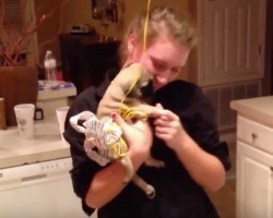 (VIDEO) Girl Gets Surprised With a Pug for Her Birthday. Her Reaction? PRICELESS!