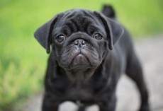 4 Things We Didn’t Know About Black Pugs