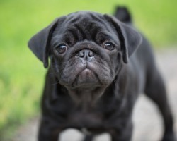 4 Things We Didn’t Know About Black Pugs