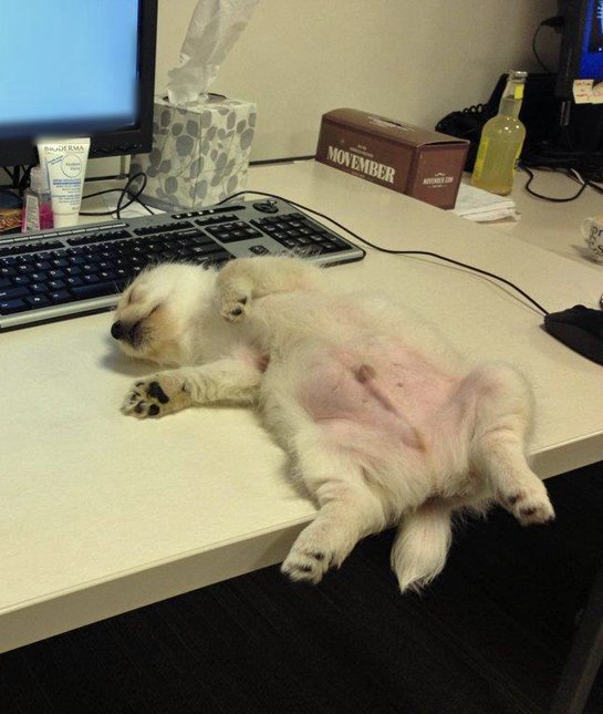 company naptime