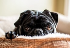 4 Things We Had No Idea About Black Pugs