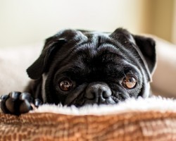 4 Things We Had No Idea About Black Pugs