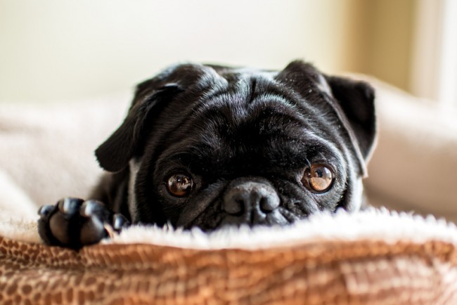 cozy black pug in bed