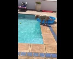 (VIDEO) Dog Puts Her Paws in the Pool Water. What She’s Trying to Accomplish? My Jaw Dropped!