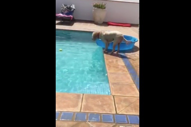 dog pool