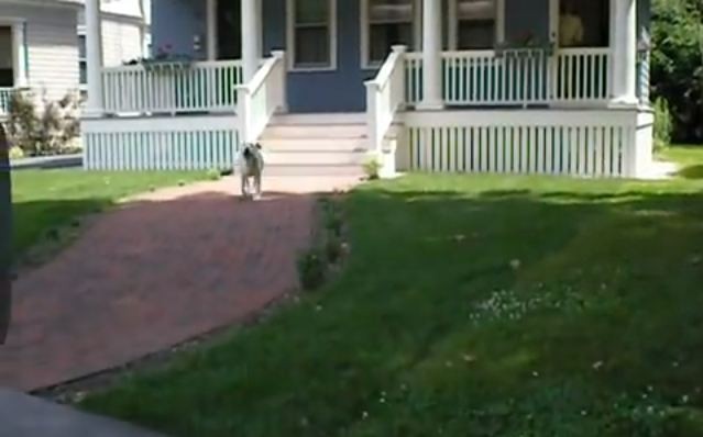dog running outside to greet mailman