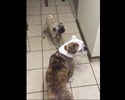 (VIDEO) Pug and Friends are Terrified of THIS Strange Item in the Oven. How They Defend Themselves? I’m Splitting a Gut!
