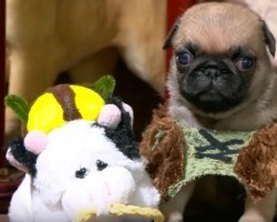 (VIDEO) This How to Train Your Dragon Pug Puppy Edition is too Cute for Words!