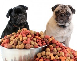 Here’s the Lowdown on Doggy Food Sensitivities and if Your Pooch is Prone to This Issue