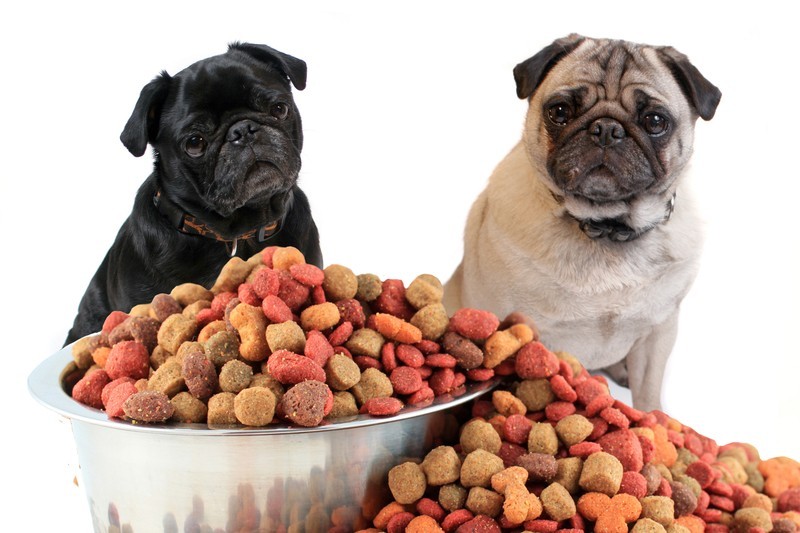 pug dog food