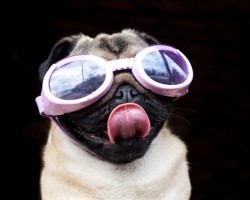 10 Times the Pug Tongue Got Out of Control. For Real.
