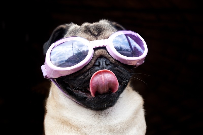 pug tongue