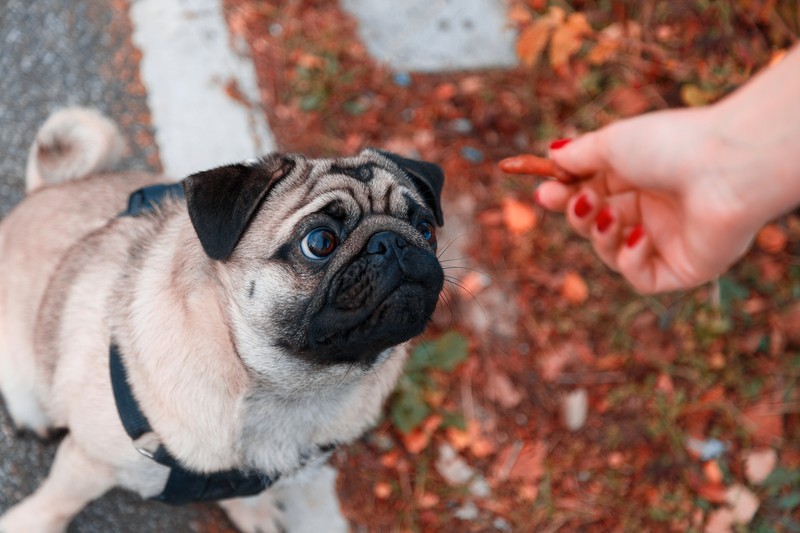 feeding a pug food