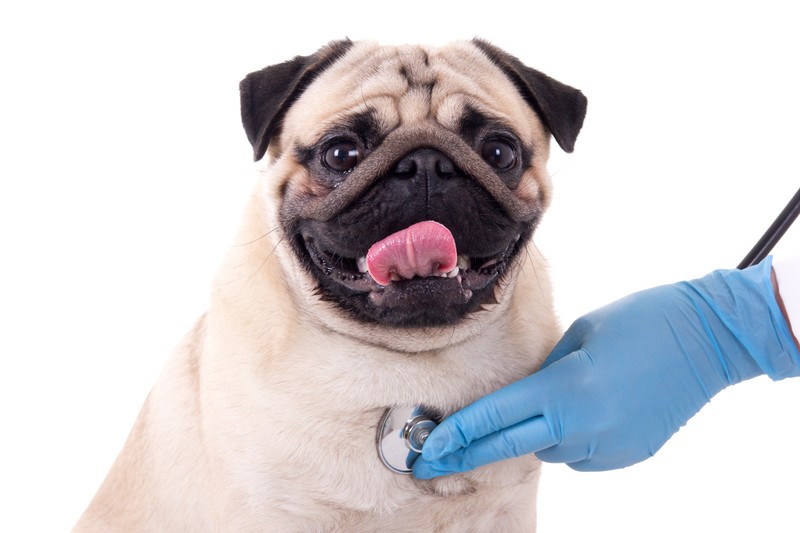 pug health