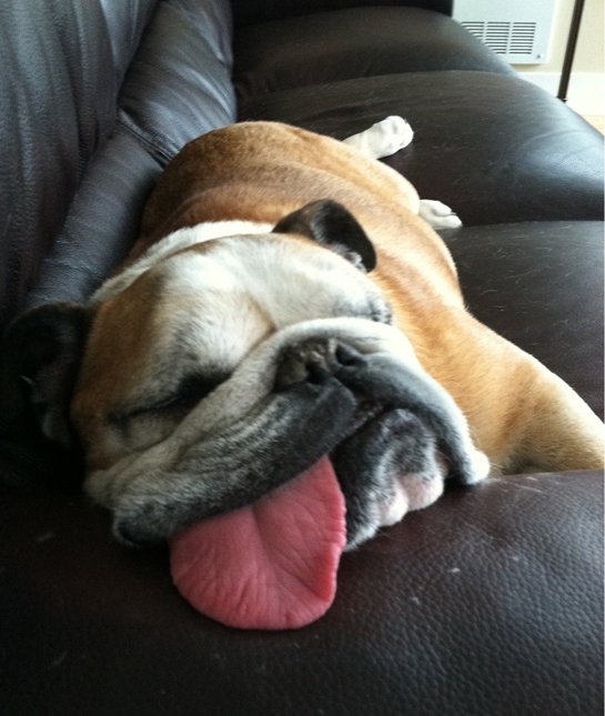 drool central