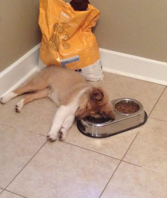 food coma puppy