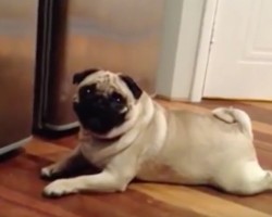 (VIDEO) This Pug Compilation is a Crack Up, Especially at 09:20. Longest Pug Tongue EVER! LOL!