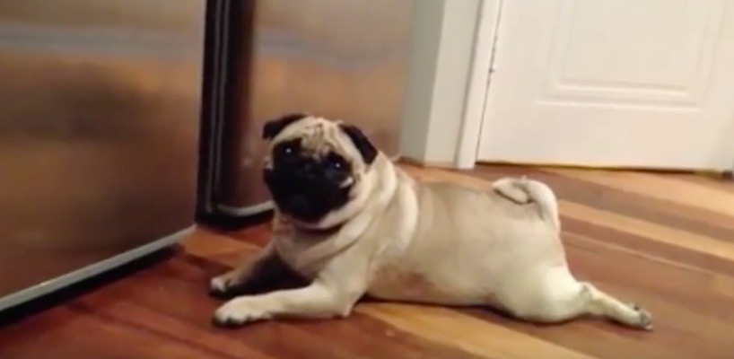 funny pug