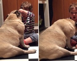 8 Devoted Doggies That Give New Meaning to the Phrase “Patience is a Virtue.”