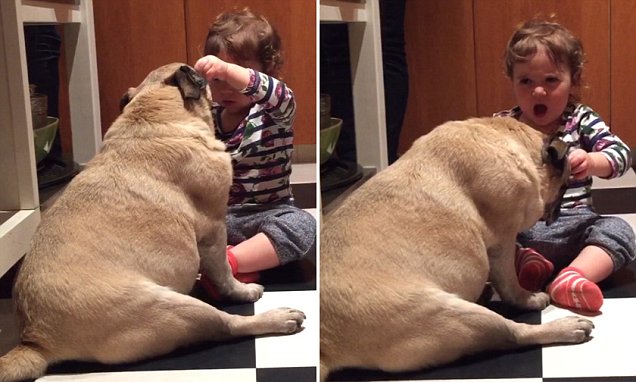 girl inspecting pug's teeth