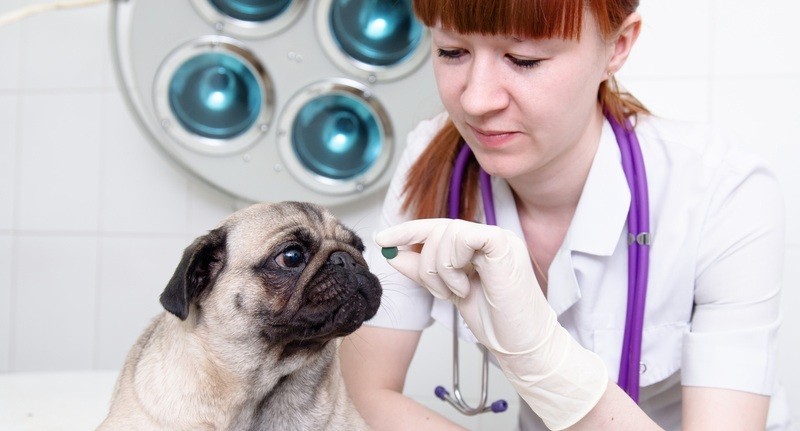 giving pug a pill