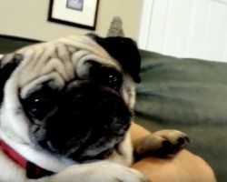 (VIDEO) Bandit the Pug is Hungry. How He Tells His Parents He Wants Some Grub? I Can’t Believe My Ears!