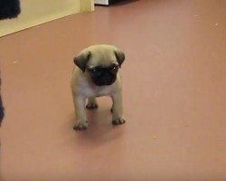 (VIDEO) Baby Pug is Called Over for Dinner. How He Munches? OMG, So Cute!