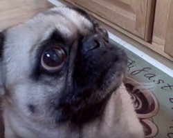 (VIDEO) Pug Smells Her Dinner as it is Being Cooked. Just How Excited She Gets? I Can’t Believe This!
