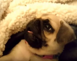 (VIDEO) Pug Puppy is in Full Attack Mode. What She Attacks? Too Cute!