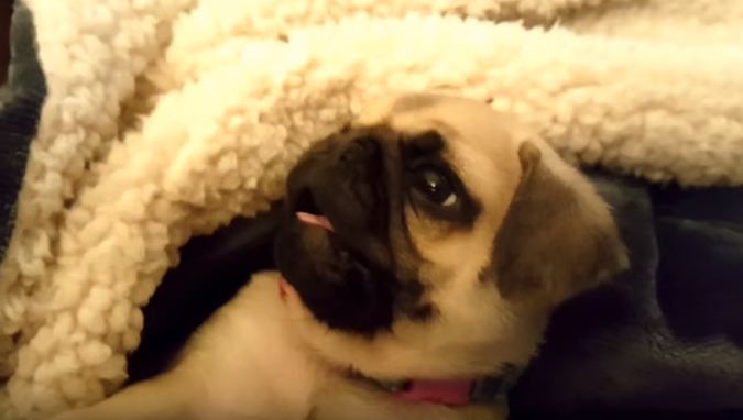 mad baby pug