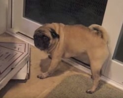 (VIDEO) Pug Acts Territorial Over Pizza Boxes. Just How Much He Freaks Out? CRAZY!