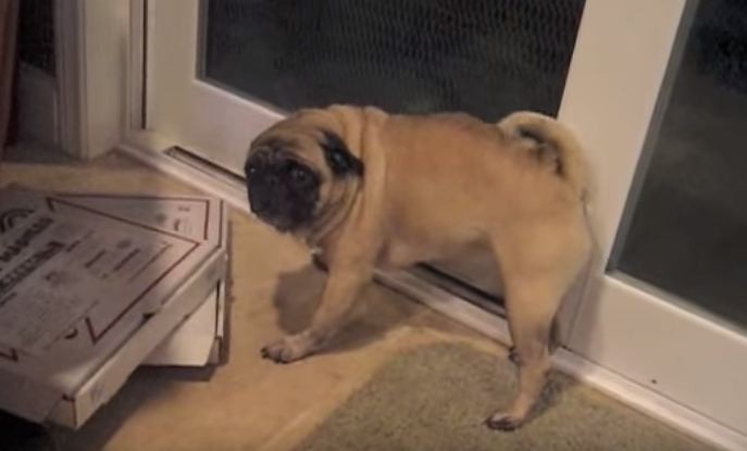 overprotective pug