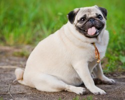 5 Important Warning Signs That Your Pooch is Obese and What to Do About It