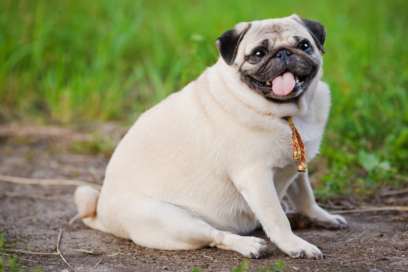 overweight pug