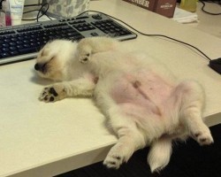 5 Passed Out Puppies Who Are Putting a New Spin on Napping