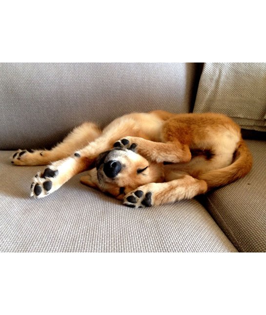 prezel puppy