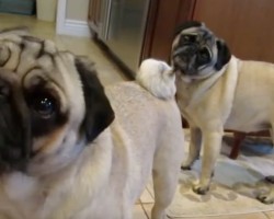 (VIDEO) Pugs Are Told Their Auntie is Visiting. How They React to the News? I Can’t Believe This!