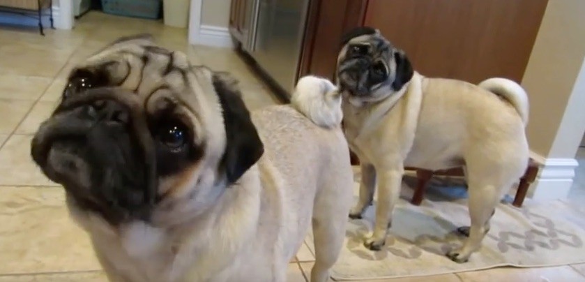 pugs excited over news