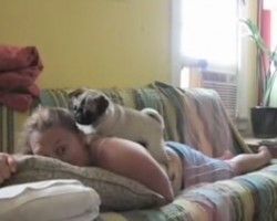 (VIDEO) Mom Scares Her Pug Big Time. What He Does to Retaliate? Watch This Feisty Pug in Action!