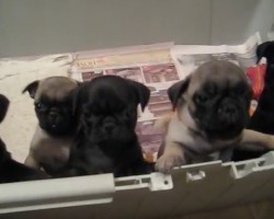 (VIDEO) Pug Puppies Are Hanging Out in a Pen. When a Human Says Hi? Cutest Puppy Freak Out Sesh EVER!