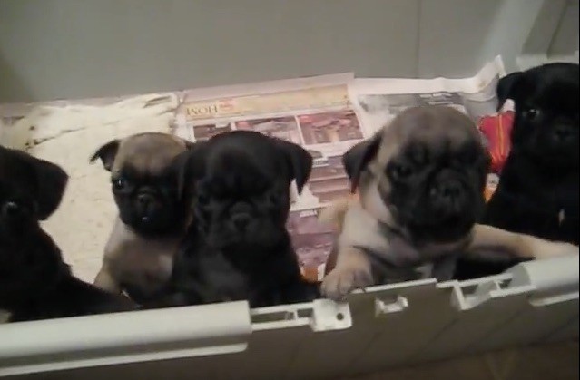 pug puppies in a pen