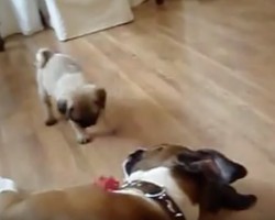 (VIDEO) Pug Puppy Wants to Play With a Large Boxer. What Happens Next? SO Sweet!